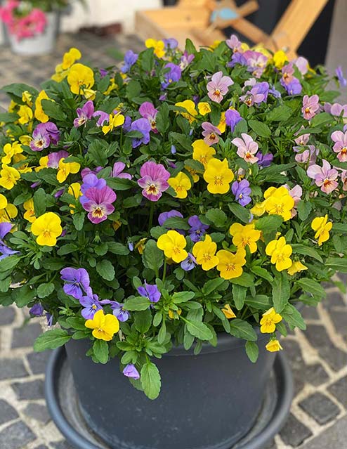 bunte Stiefmütterchen im Blumentopf
